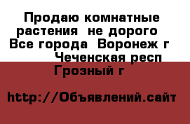 Продаю комнатные растения  не дорого - Все города, Воронеж г.  »    . Чеченская респ.,Грозный г.